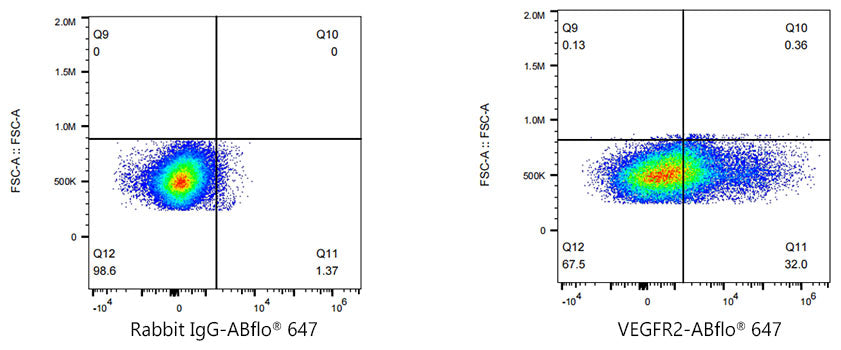 ABflo® 647 Rabbit anti-Human VEGFR2/CD309 mAb