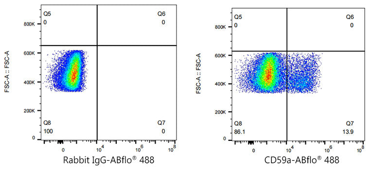 ABflo® 488 Rabbit anti-Mouse CD59a mAb