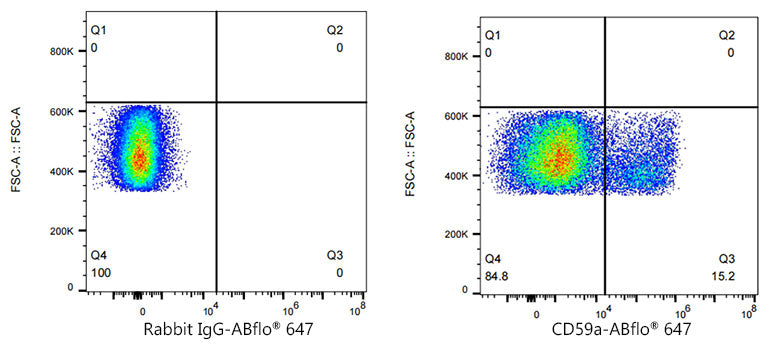 ABflo® 647 Rabbit anti-Mouse CD59a mAb