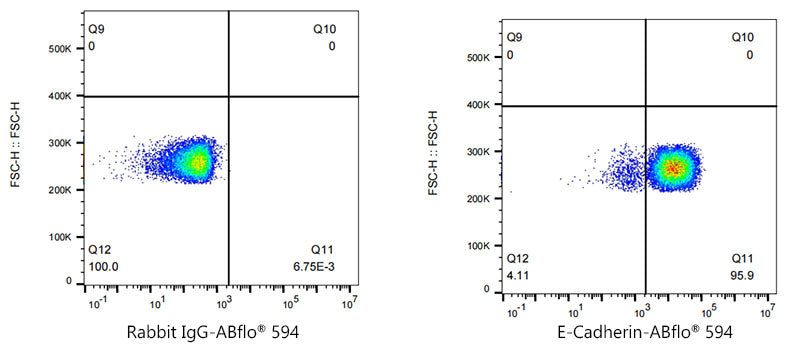 ABflo® 594 Rabbit anti-Human E-Cadherin/CD324 mAb