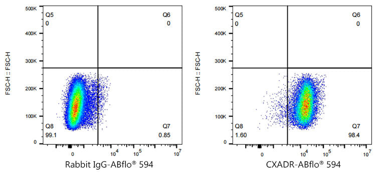 ABflo® 594 Rabbit anti-Human CAR/CXADR mAb