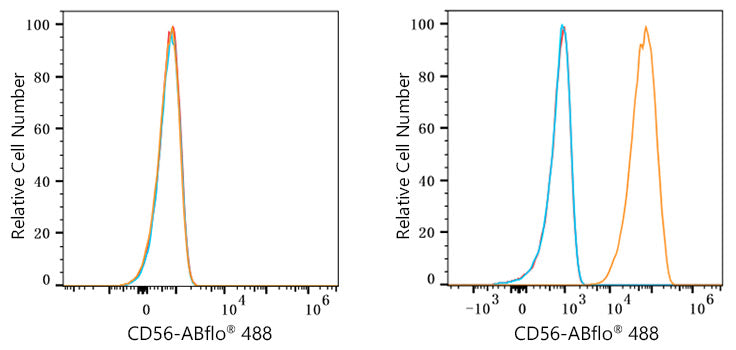 ABflo® 488 Rabbit anti-Mouse CD56/NCAM mAb