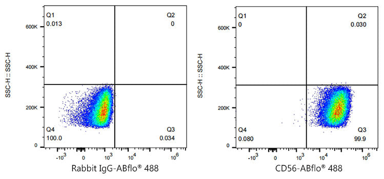ABflo® 488 Rabbit anti-Mouse CD56/NCAM mAb