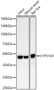 CYP51A1 Rabbit mAb