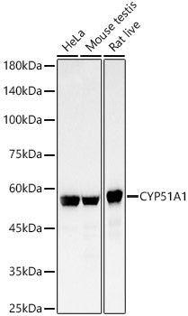 CYP51A1 Rabbit mAb