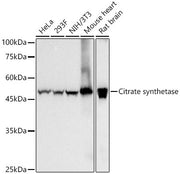 Citrate synthetase Rabbit mAb