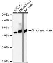 Citrate synthetase Rabbit mAb