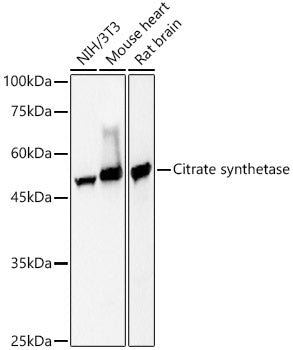 Citrate synthetase Rabbit mAb