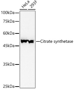Citrate synthetase Rabbit mAb