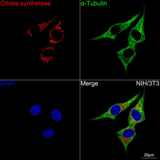 Citrate synthetase Rabbit mAb