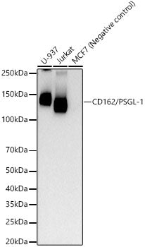 CD162/PSGL-1 Rabbit mAb