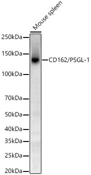 CD162/PSGL-1 Rabbit mAb