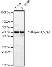 Cathepsin L Rabbit mAb