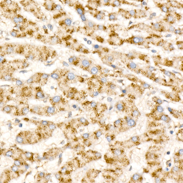 Cathepsin L Rabbit mAb