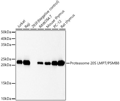 Proteasome 20S LMP7/PSMB8 Rabbit mAb
