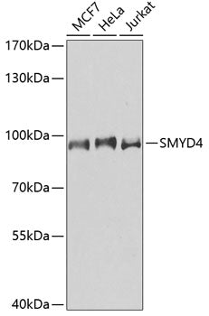 SMYD4 Rabbit pAb