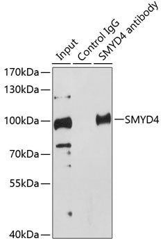 SMYD4 Rabbit pAb