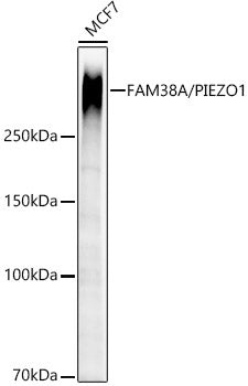 [KO Validated] FAM38A/PIEZO1 Rabbit mAb