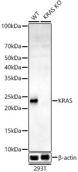 [KO Validated] KRAS Rabbit mAb
