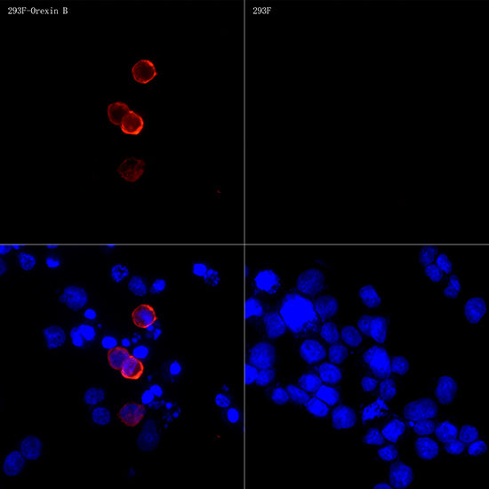 Orexin B Rabbit mAb