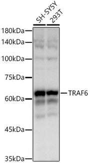 TRAF6 Rabbit mAb