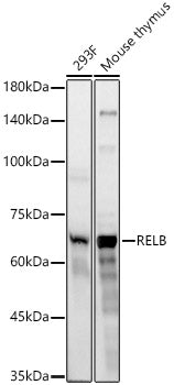 RELB Rabbit mAb