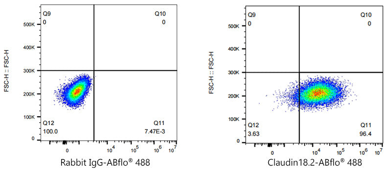 ABflo® 488 Rabbit anti-Human Claudin18.2 mAb