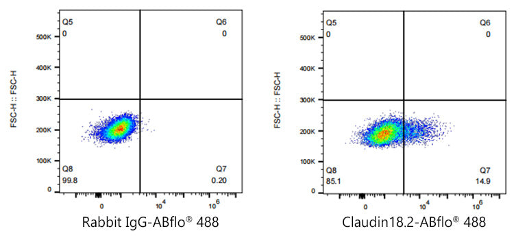 ABflo® 488 Rabbit anti-Human Claudin18.2 mAb