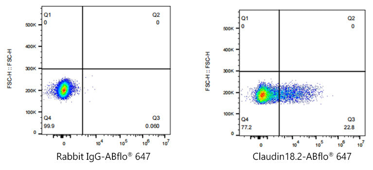ABflo® 647 Rabbit anti-Human Claudin18.2 mAb