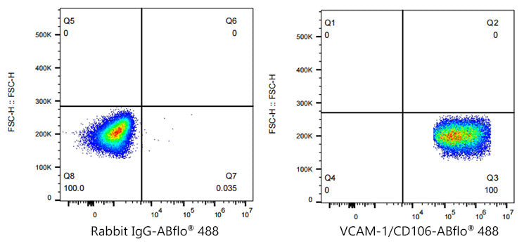ABflo® 488 Rabbit anti-Human VCAM-1/CD106 mAb