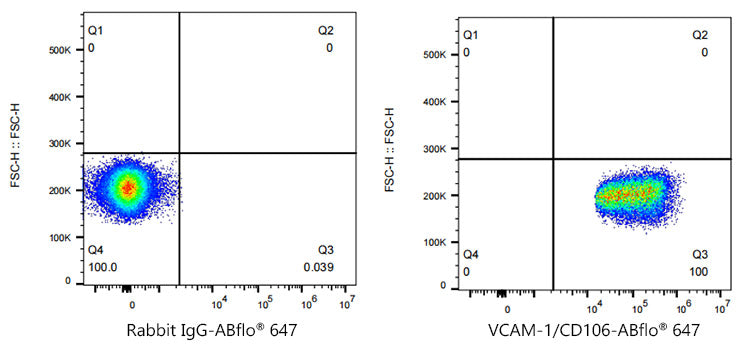 ABflo® 647 Rabbit anti-Human VCAM-1/CD106 mAb
