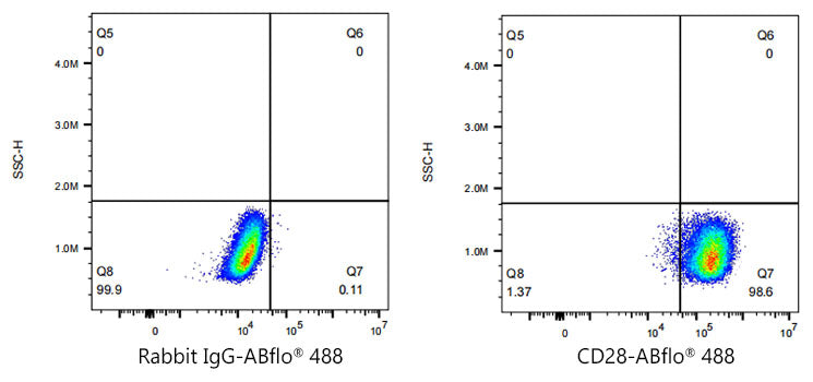 ABflo® 488 Rabbit anti-Human CD28 mAb