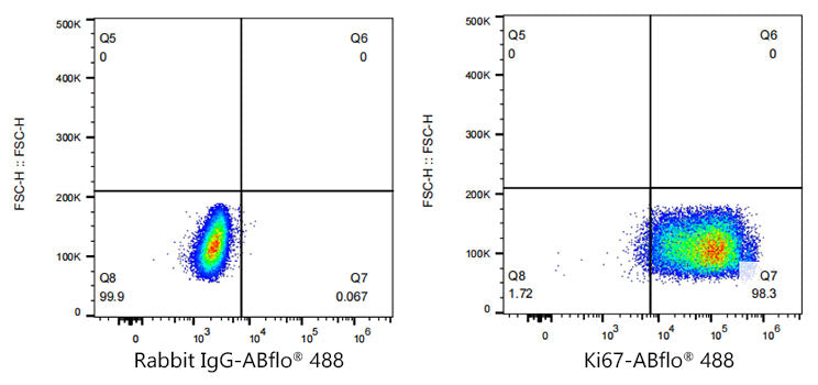 ABflo® 488 Rabbit anti-Human/Monkey Ki67 mAb