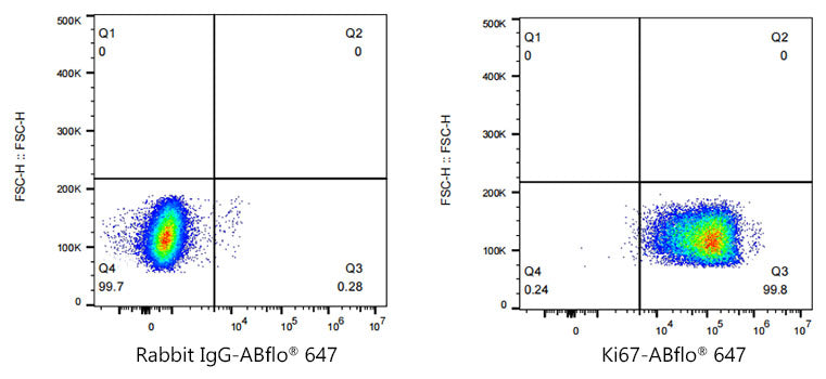 ABflo® 647 Rabbit anti-Human/Monkey Ki67 mAb