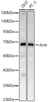 Arsk Rabbit pAb