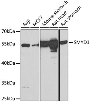 SMYD1 Rabbit pAb