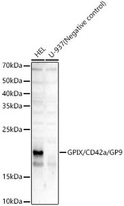 GPIX/CD42a/GP9 Rabbit mAb