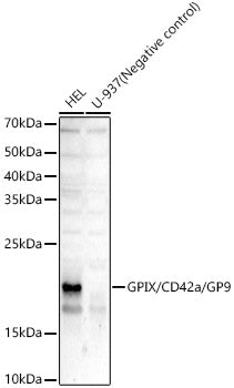 GPIX/CD42a/GP9 Rabbit mAb