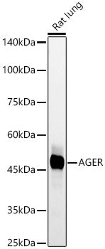 AGER Rabbit mAb