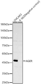 AGER Rabbit mAb