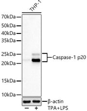 Cleaved Caspase-1 p20 Rabbit mAb