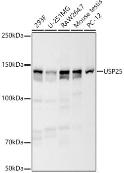 USP25 Rabbit mAb