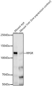 RPGR Rabbit mAb