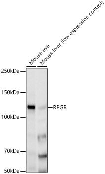 RPGR Rabbit mAb