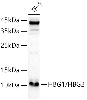 HBG1/HBG2 Rabbit pAb