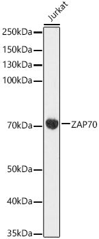 ZAP70 Rabbit mAb