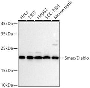 Smac/Diablo Rabbit mAb