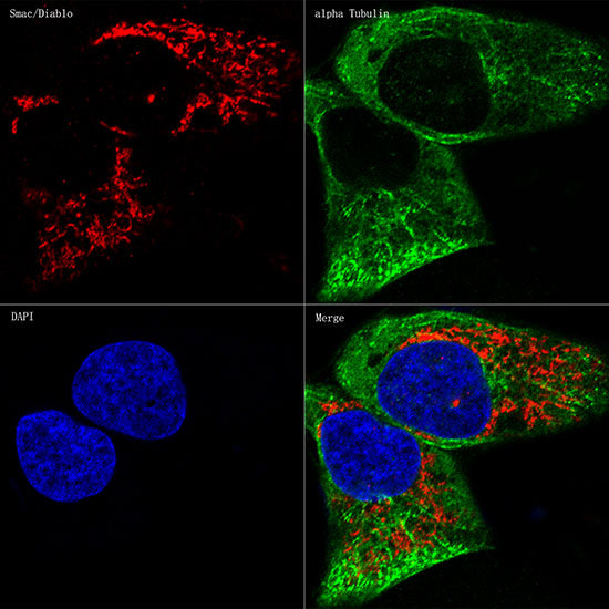 Smac/Diablo Rabbit mAb