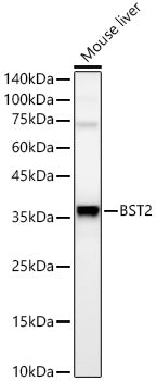 BST2 Rabbit mAb