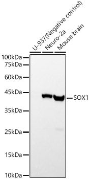 SOX1 Rabbit mAb